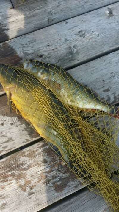Tench — Jurgežerių