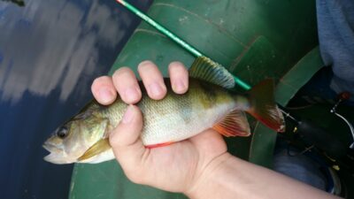 Eurasian perch, 0.3 kg — Jūra
