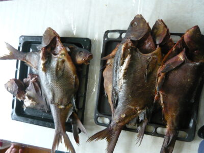 Carp bream, 2.5 kg — Ilgynas
