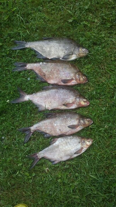 Carp bream ×5 — Nevėžis