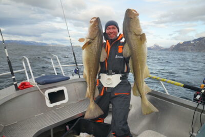 Atlantic cod, 14.5 kg