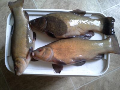 Tench ×3