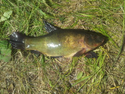 Tench, 0.8 kg