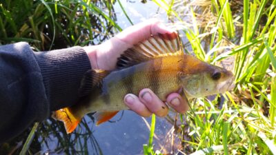 Eurasian perch