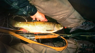 chub — Širvinta