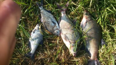 Carp bream ×4 — Neman River