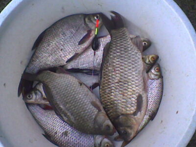 Prussian carp ×6 — Neman River