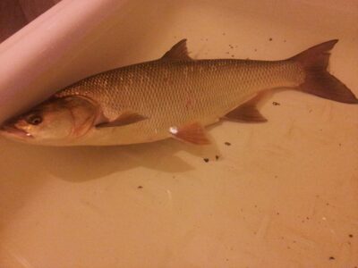 Asp, 3.0 kg — Neris River