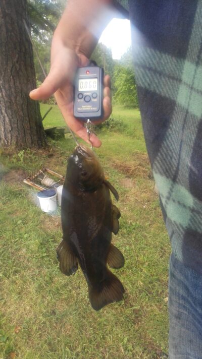 Tench, 0.9 kg