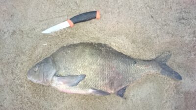Carp bream, 2.7 kg — Neman River