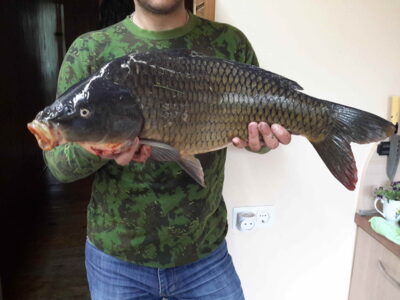 Carp, 5.8 kg