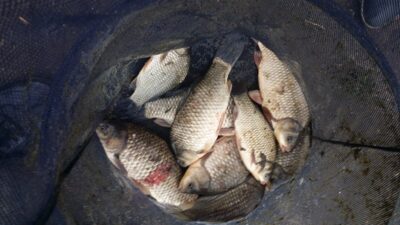 Prussian carp ×10