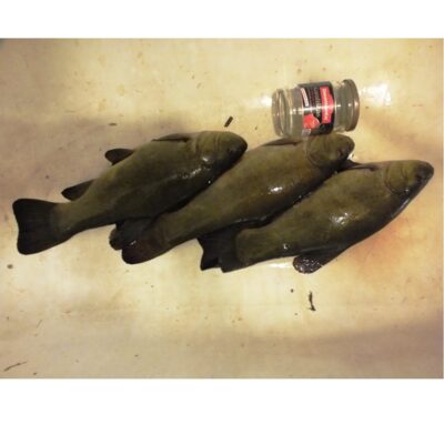 Tench ×3 — Paežerių