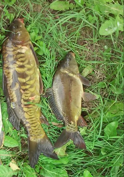 Carp, 2.1 kg — Musia