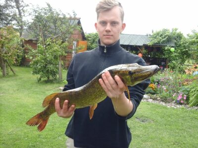 Northern Pike, 2.5 kg — Tramys II-asis