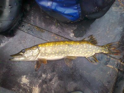 Northern Pike, 1.0 kg — Ekrano gamyklos