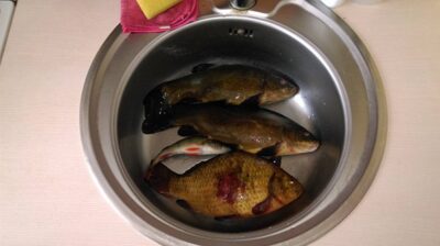Tench, 1.0 kg