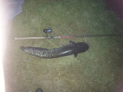 Wels catfish, 5.2 kg — Neris River