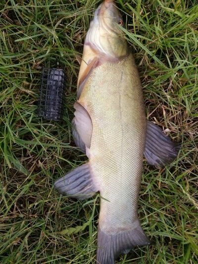 Tench