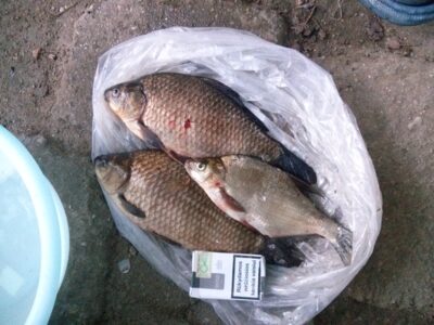 Crucian carp — Mūša
