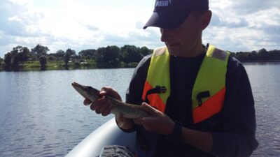 Northern Pike — Karvys