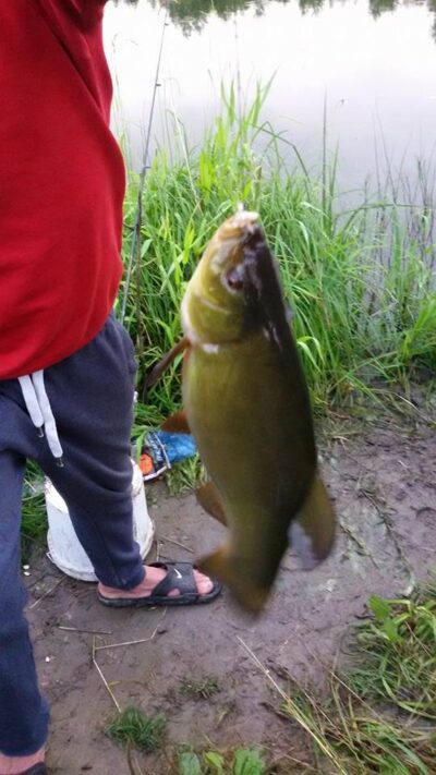 Tench, 0.6 kg — Varnė
