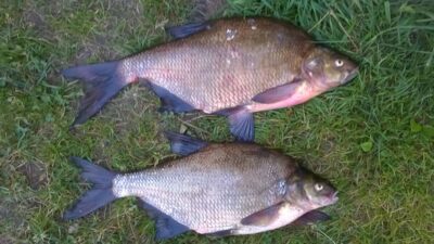 Carp bream, 2.0 kg — Siesartis