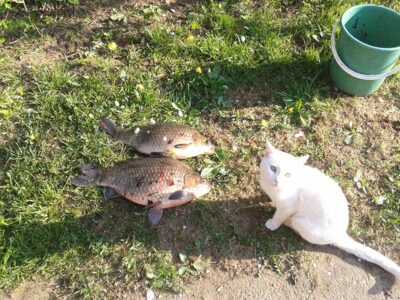 Prussian carp, 0.4 kg