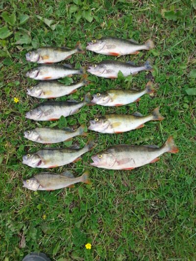 Eurasian perch ×13 — Darsūniškio