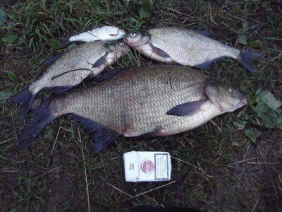 Carp bream, 1.6 kg — Vilnoja