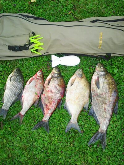 Carp bream ×4