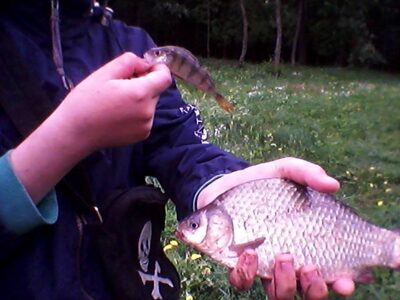 Prussian carp — Prabaudos