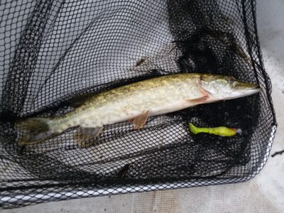 Northern Pike — Asveja