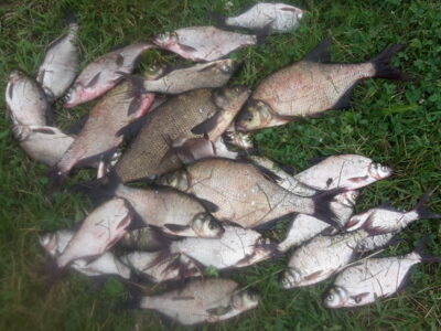 Carp bream — Šešuolių