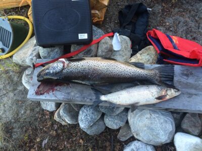Brown Trout, 6.1 kg