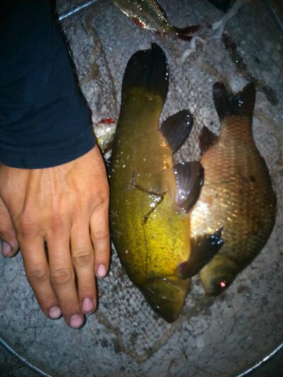Prussian carp ×4