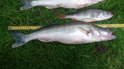 Pike perch, 1.4 kg — Kuršių