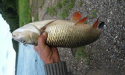 chub, 2.2 kg