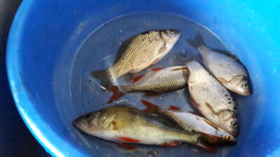 Eurasian perch, 0.2 kg — Kaišiadorys