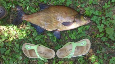 Carp bream, 3.5 kg — Ančia