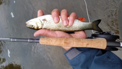 chub ×3