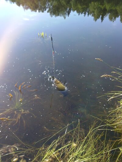 Tench