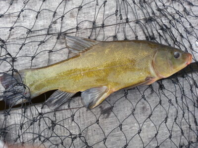 Tench, 1.3 kg