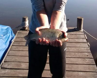 Prussian carp ×7