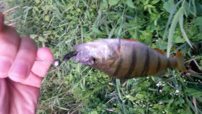 Eurasian perch ×2 — Neris River