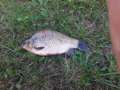 Crucian carp, 0.6 kg — Darsūniškio