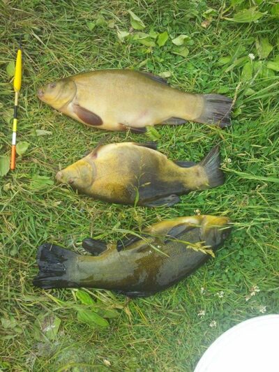 Tench ×3 — Sablauskių