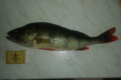 Eurasian perch, 0.5 kg