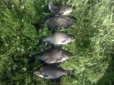 Carp bream ×5