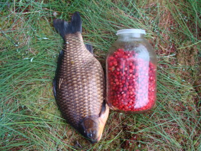 Crucian carp, 2.1 kg